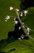 Tiarella trifoliata 19-4780